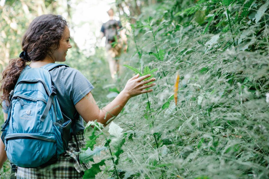 Back view of happy young female traveler in casual clothe with rucksack smiling and touching green plants while walking in lush forest during hiking trip on sunny day