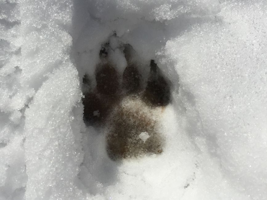 Close-up of an animal paw print in fresh snow, highlighting texture and detail.