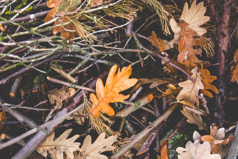 Close-up of scattered oak leaves and branches, showcasing autumn foliage.